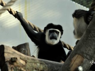 Zoo w Krakowie