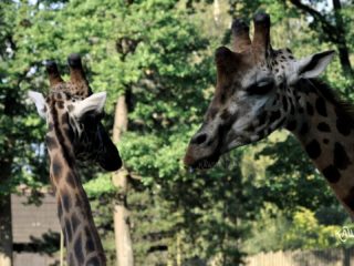 Zoo w Krakowie
