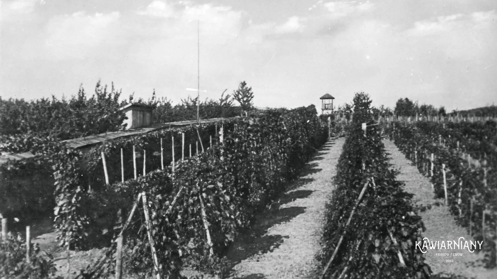 Zaleszczyki, winnica, 1935 rok. Fot. Domena Publiczna