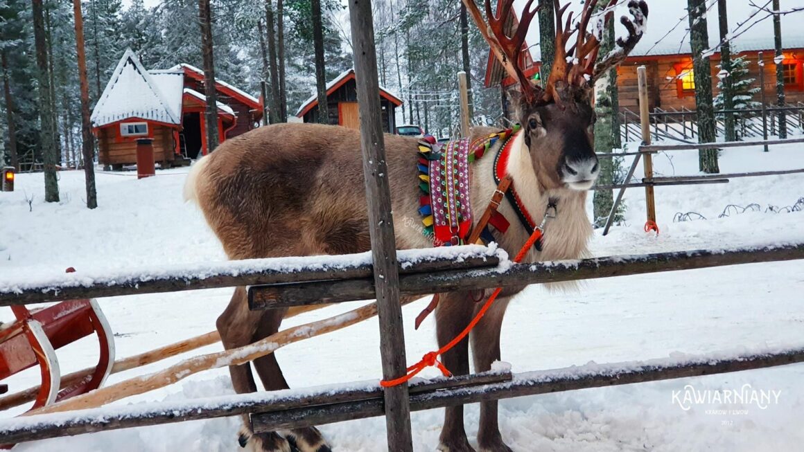 Jak Mają Na Imię Renifery Mikołaja