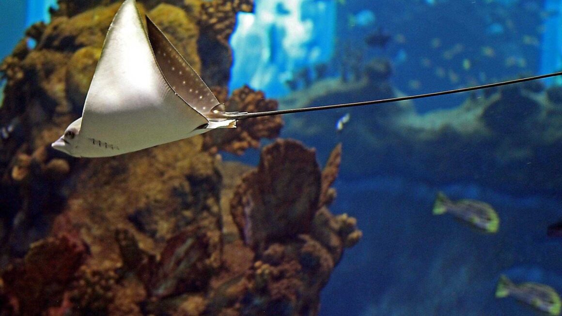 Ile Kosztuje Bilet Do Afrykarium We Wrocławiu