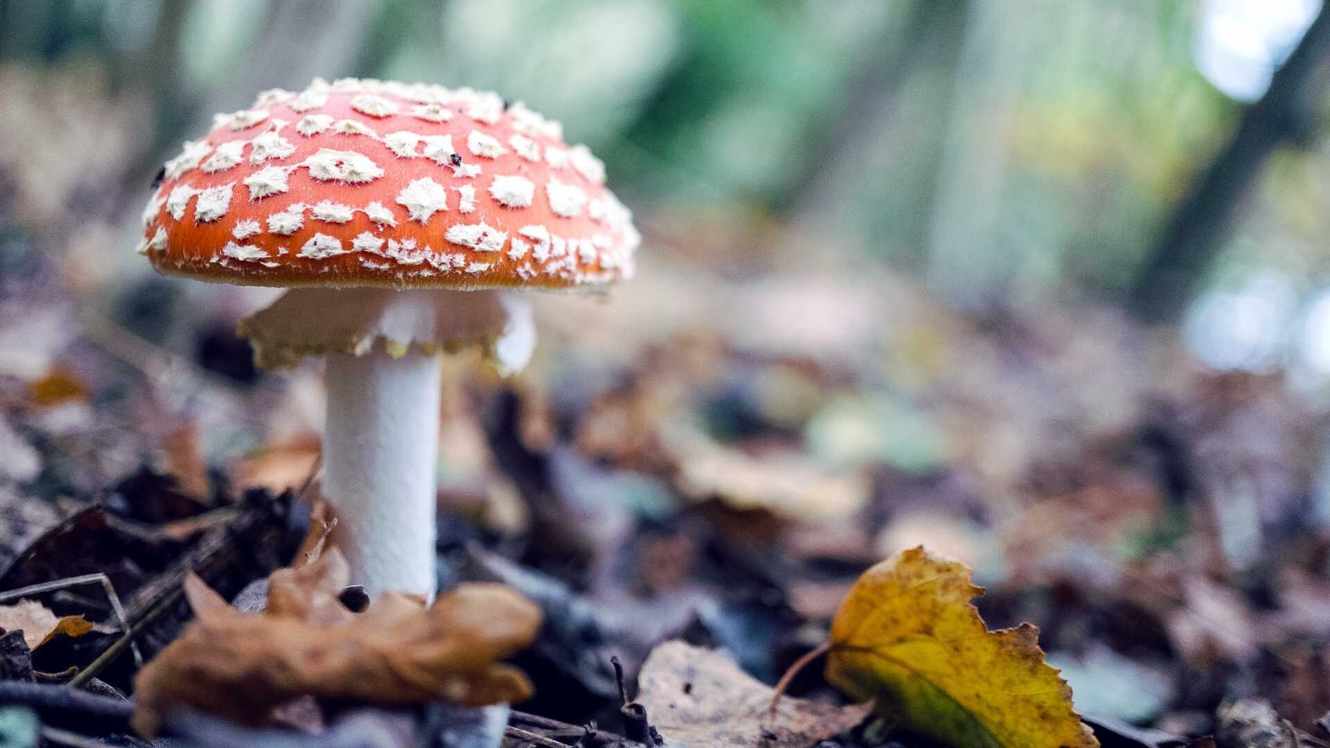 Czy w Belgii wolno zbierać grzyby? Mandat za zbieranie grzybów Belgia
