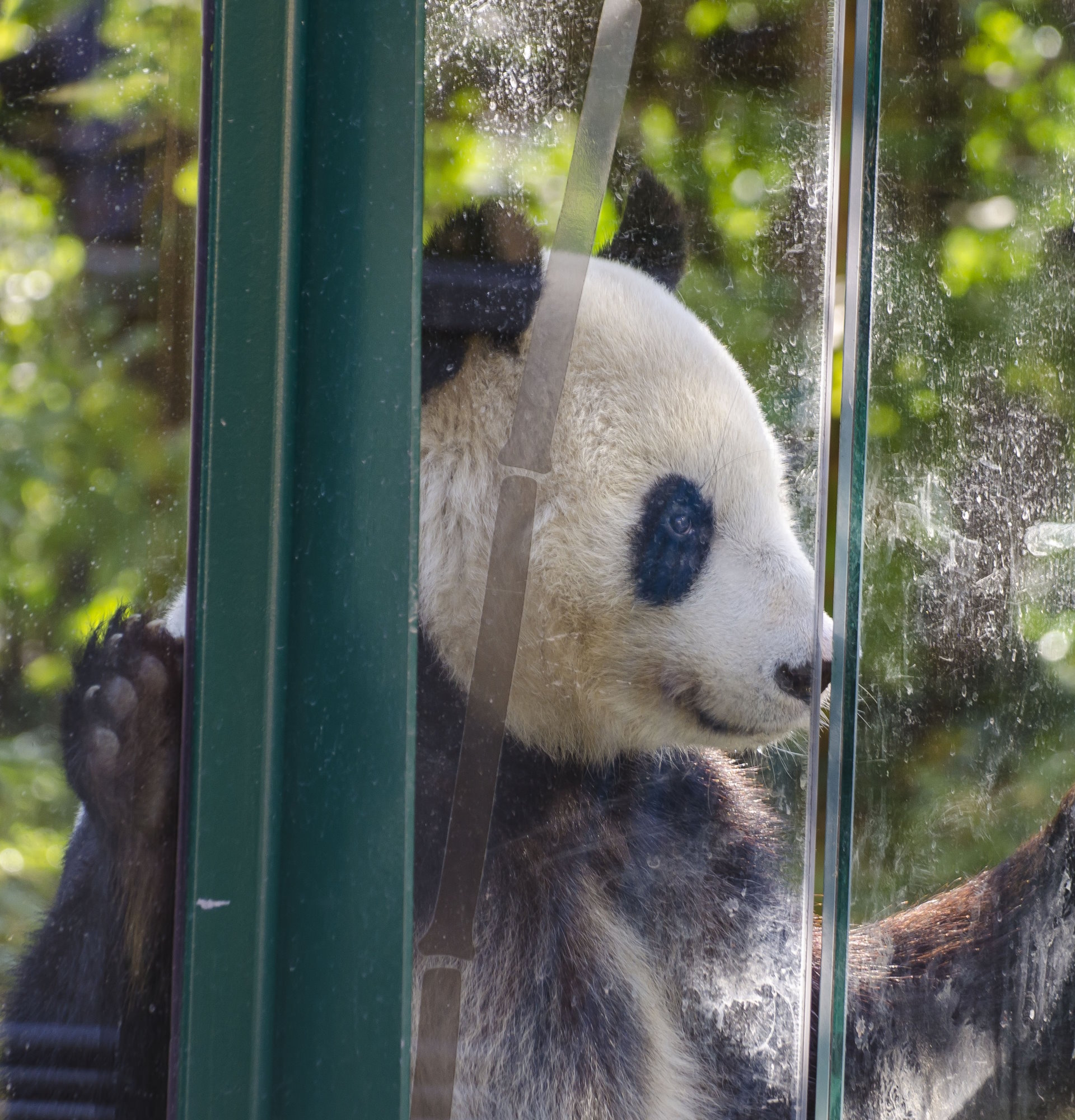 wieden zoo cennik